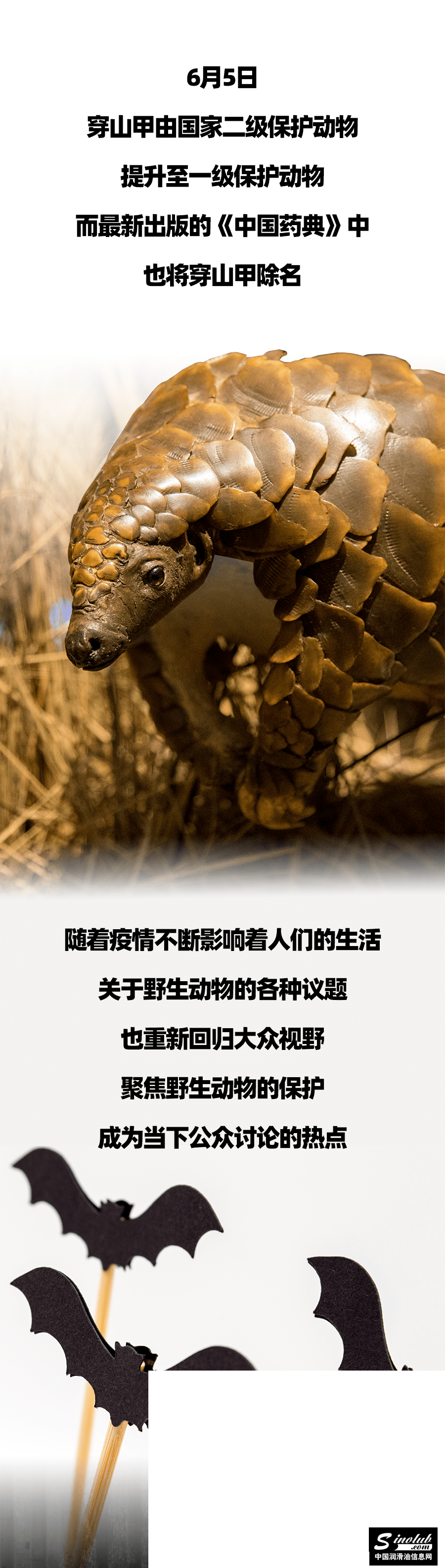 正新轮胎助力科考活动，一同探知神州为濒危动物发声