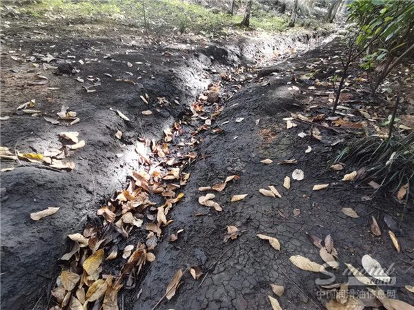 100万吨“毒油”，流去哪了？